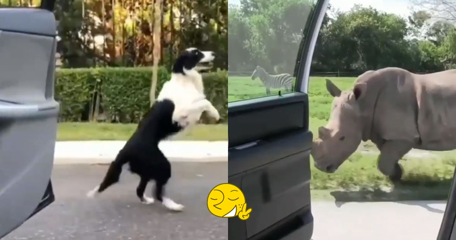 Ikut In My Feeling Challenge, aksi 5 hewan ini nggemesin banget