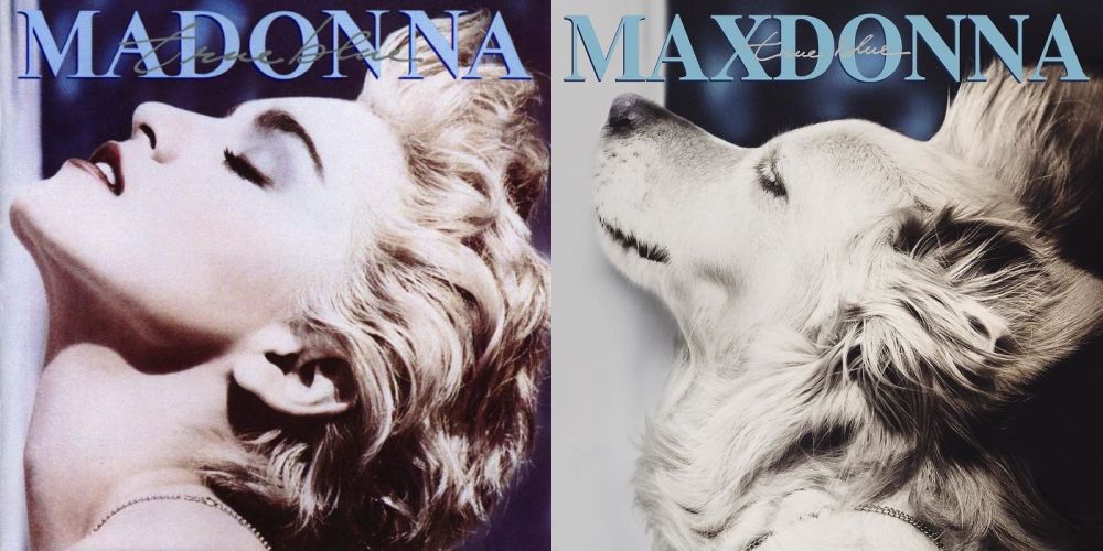 Anjing ini tiru 9 pose ikonik Madonna, hasilnya bikin takjub