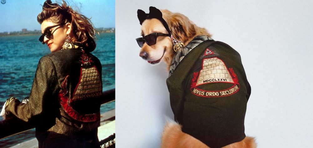 Anjing ini tiru 9 pose ikonik Madonna, hasilnya bikin takjub