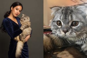 Kucing 5 seleb ini hits banget, tak kalah populer dari pemiliknya