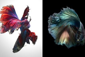 Cewek ini potret ikan cupang konsep monokrom, 10 hasilnya kece abis