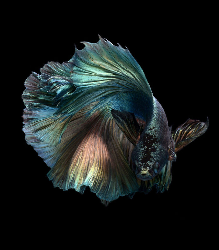 20 Koleski Terbaru Gambar Tato Ikan Cupang  Charlotte Khogg