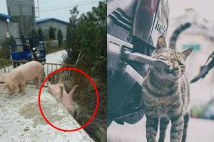 7 Momen hewan terjebak keadaan sial ini bikin ketawa tapi kok kasihan