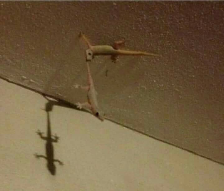 7 Momen hewan terjebak keadaan sial ini bikin ketawa tapi kok kasihan