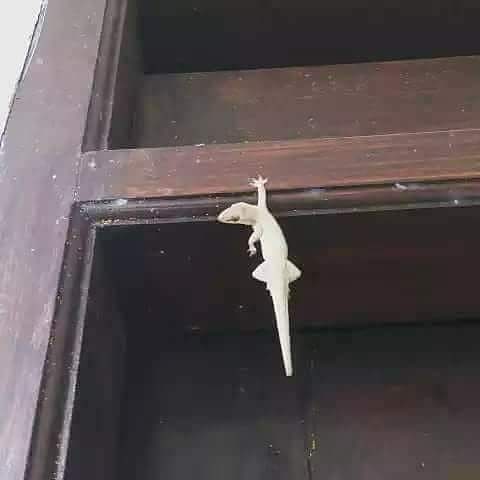 7 Momen hewan terjebak keadaan sial ini bikin ketawa tapi kok kasihan