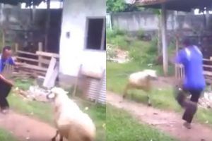 Aksi pria berkali-kali lolos dari serudukan kambing, bikin deg-degan