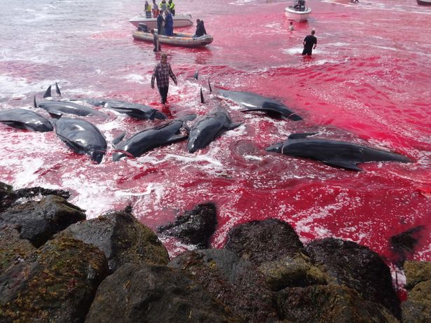 Potret sadisnya pembantaian paus, lautan berubah merah karena darah
