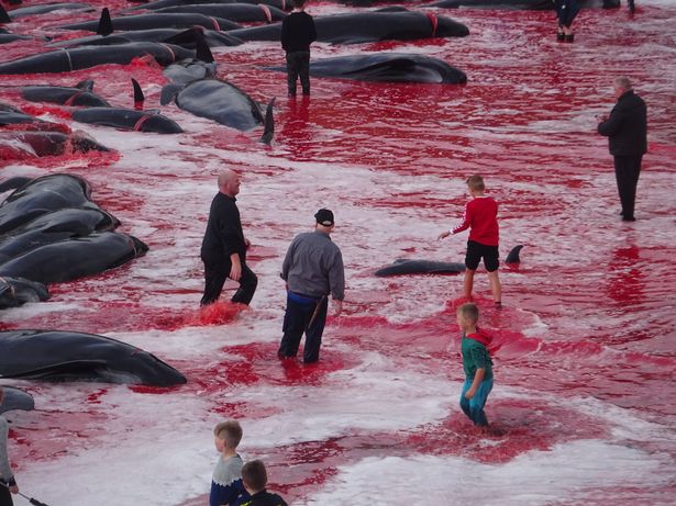 Potret sadisnya pembantaian paus, lautan berubah merah karena darah