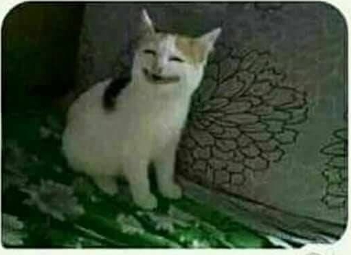 7 Pose kocak para hewan tak sengaja difoto ini bikin ngakak geregetan