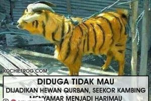 8 Meme tengilnya binatang kurban bikin pengen cepet nyembelih