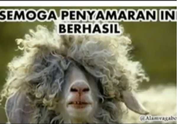 8 Meme tengilnya binatang kurban bikin pengen cepet nyembelih