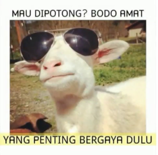 8 Meme tengilnya binatang kurban bikin pengen cepet nyembelih