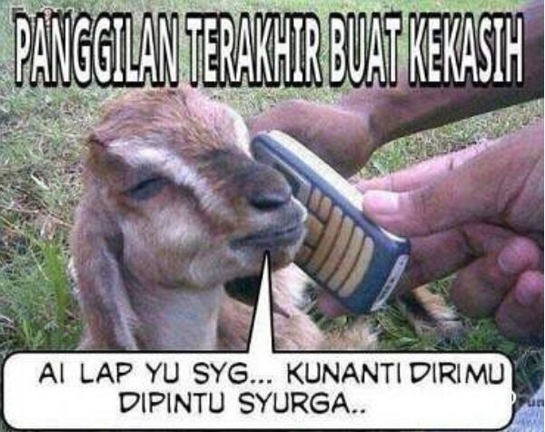 8 Meme tengilnya binatang kurban bikin pengen cepet nyembelih