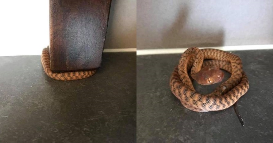 Banyak yang gagal, kamu bisa temukan ular di foto terlihat biasa ini?
