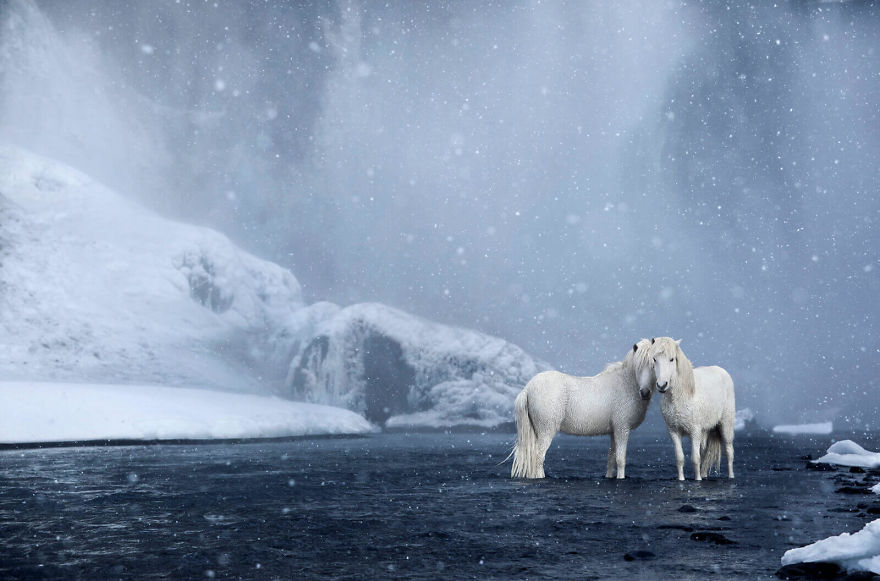 10 Potret kuda di Islandia, mengagumkan bak di negeri dongeng