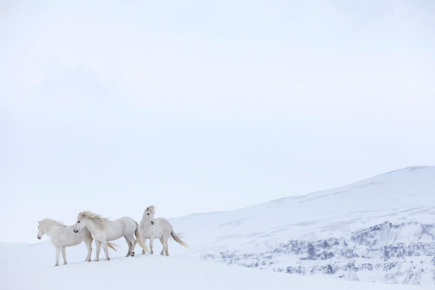 10 Potret kuda di Islandia, mengagumkan bak di negeri dongeng