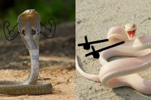Nggak jadi takut, 10 editan foto ular ini malah bikin ngakak
