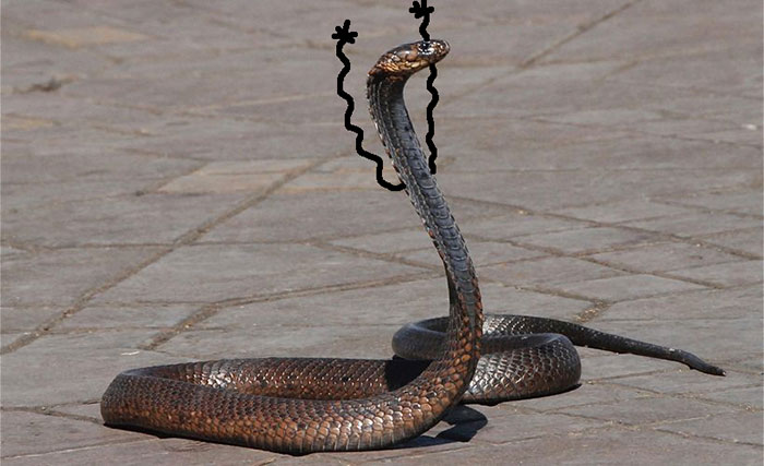 Nggak jadi takut, 10 editan foto ular ini malah bikin ngakak