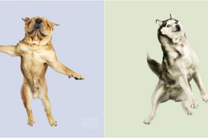 10 Pemotretan lucu bertema anjing terbang ini ngegemesin abis