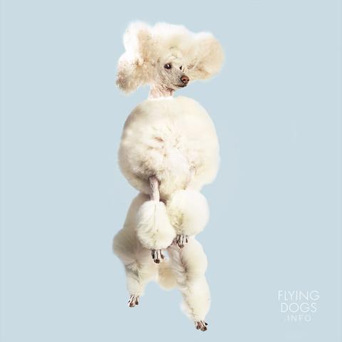 10 Pemotretan lucu bertema anjing terbang ini ngegemesin abis