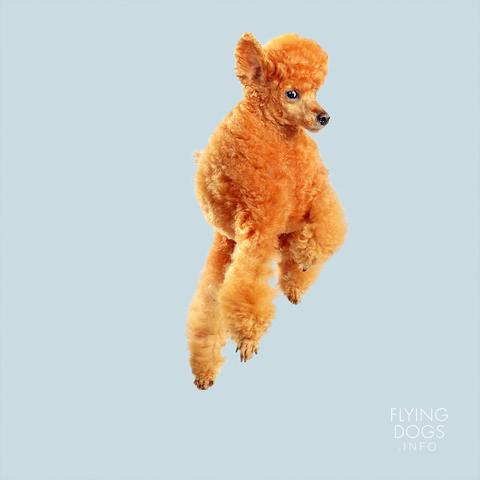 10 Pemotretan lucu bertema anjing terbang ini ngegemesin abis