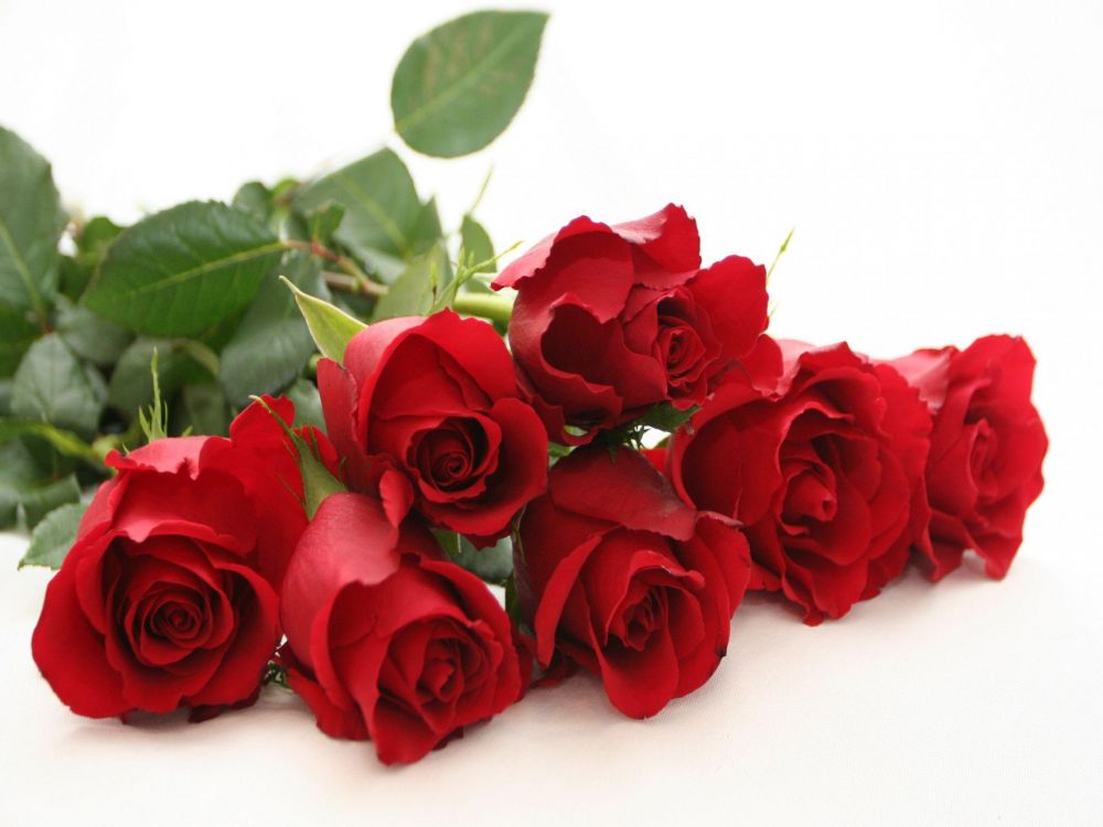 Paling Populer 22 Bunga  Mawar  Memiliki Sifat  Warna  Merah  