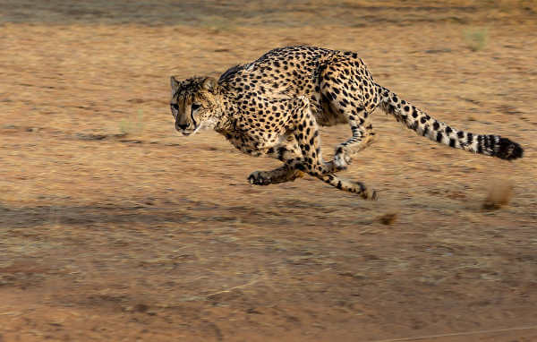 8 Hewan tercepat di dunia, ada yang larinya setara kecepatan mobil