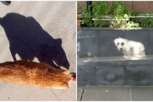 Hasilnya unik, 10 ilusi optik bayangan ini bikin kamu mikir dua kali