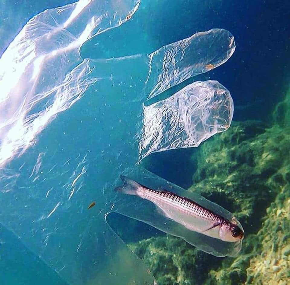 Baru lagi, 10 foto ini buktikan sampah bisa bikin hewan laut merana