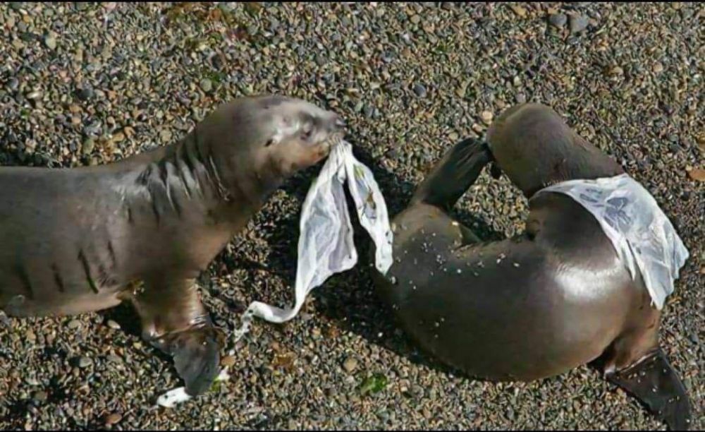 Baru lagi, 10 foto ini buktikan sampah bisa bikin hewan laut merana