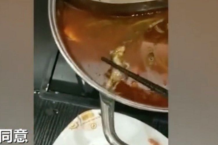 Santap sup di restoran, ibu hamil ini temukan tikus mati di dalamnya