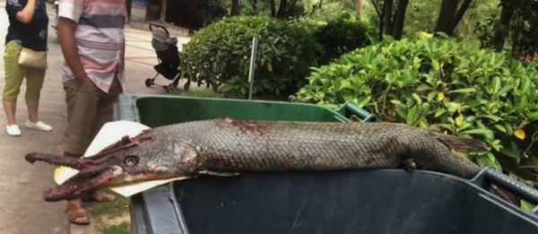 Asyik beri makan ikan di kolam, anak ini digigit makhluk mengerikan