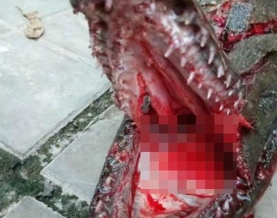 Asyik beri makan ikan di kolam, anak ini digigit makhluk mengerikan