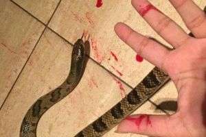 Ngeri, restoran ini jadikan ular derik goreng sebagai menu andalan