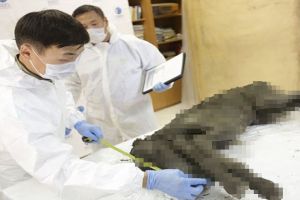 Heboh penemuan bangkai bayi kuda berusia 40.000 tahun dan masih utuh