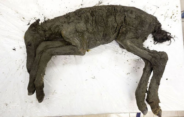 Heboh penemuan bangkai bayi kuda berusia 40.000 tahun dan masih utuh