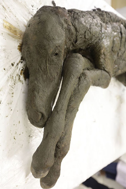 Heboh penemuan bangkai bayi kuda berusia 40.000 tahun dan masih utuh