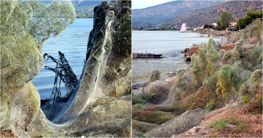 Kota ini diselimuti sarang laba-laba, 7 fotonya bikin merinding
