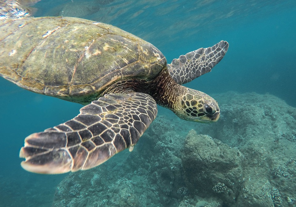 Fakta terbaru kura-kura di dunia, 6 dari 10 spesies sudah punah