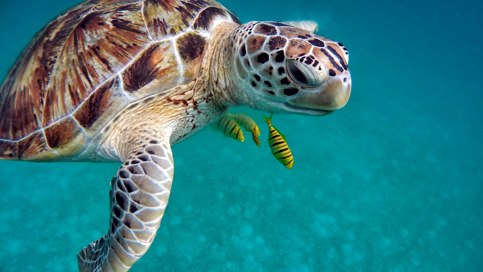 Fakta terbaru kura-kura di dunia, 6 dari 10 spesies sudah punah