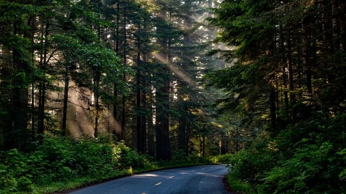 Cuma gara-gara ngompol, bocah 5 tahun ini dibuang orangtuanya ke hutan