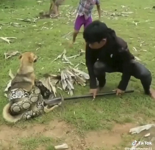 Selamatkan anjing dari lilitan ular, aksi 3 bocah ini tak ...