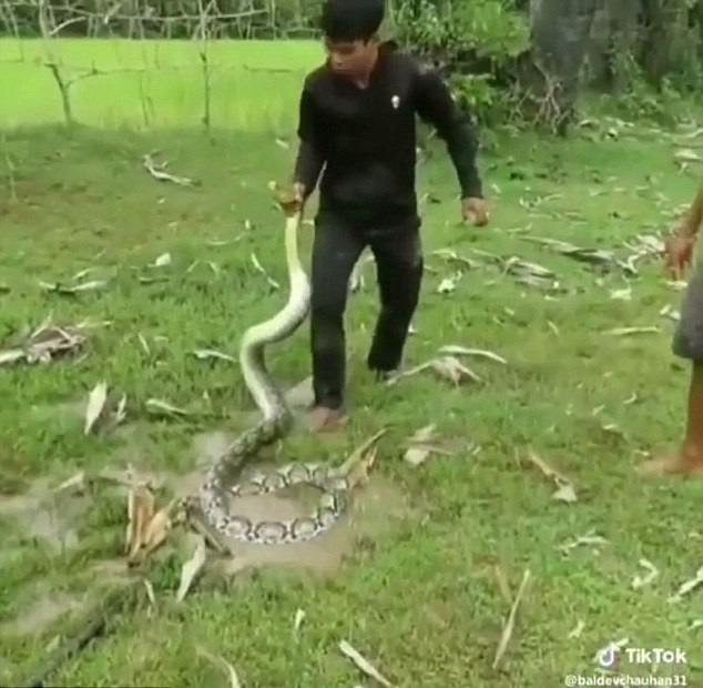 Selamatkan anjing dari lilitan ular, aksi 3 bocah ini tak terduga