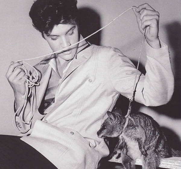 7 Selebriti ini punya peliharaan unik, dari harimau sampai walabi