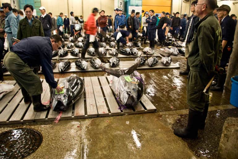 Tergusur, ini 7 fakta unik pasar ikan Tsukiji Jepang terbesar di dunia