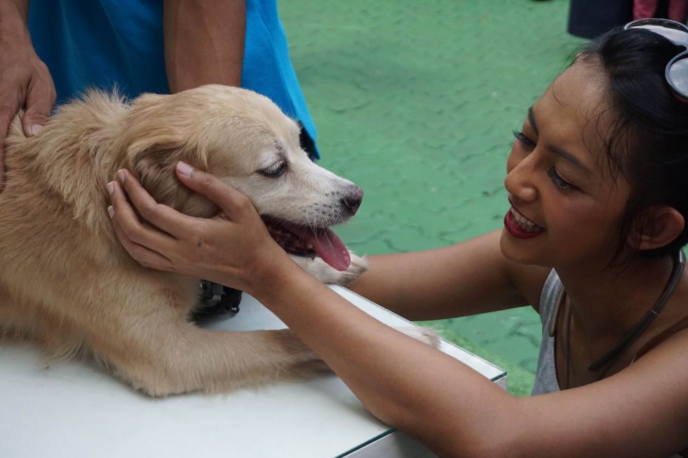 Potret peringatan Hari Rabies di Jakarta, sosialisasi microchip anjing