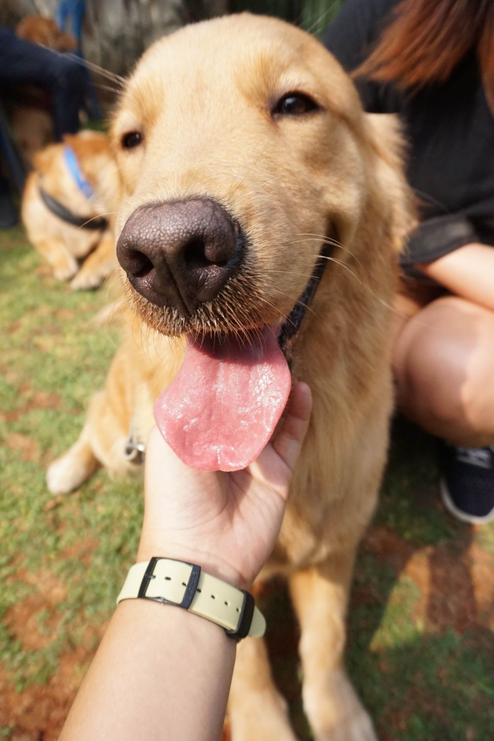 Potret Peringatan Hari Rabies Di Jakarta Sosialisasi Microchip A