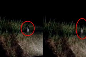 Penampakan hantu anak kecil di semak-semak ini bikin merinding