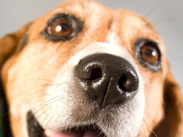7 Fakta tentang anjing yang tak kamu sadari, punya hidung ganda