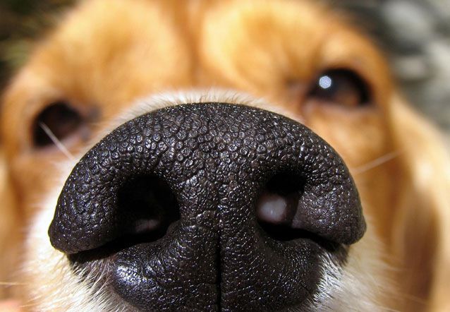 7 Fakta tentang anjing yang tak kamu sadari, punya hidung ganda